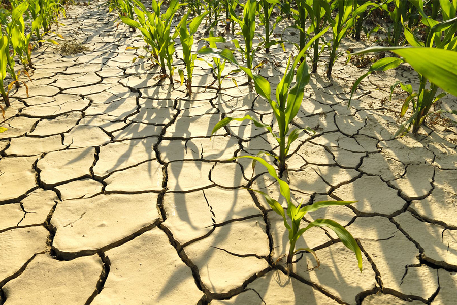 Challenges that weather extremes pose for food security